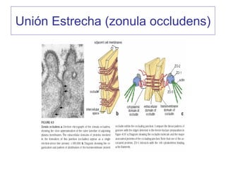Unión Estrecha (zonula occludens)
 