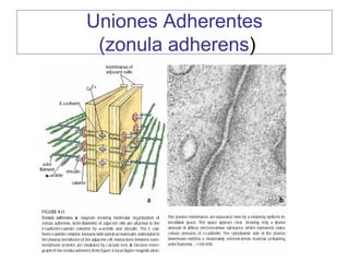 Uniones Adherentes
 (zonula adherens)
 