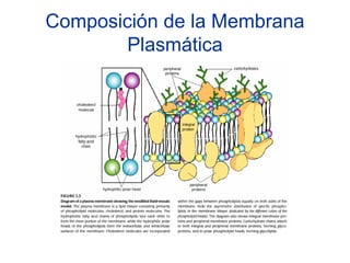 Composición de la Membrana
        Plasmática
 