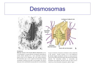 Desmosomas
 
