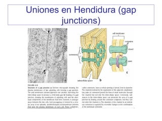 Uniones en Hendidura (gap
        junctions)
 