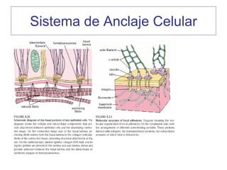 Sistema de Anclaje Celular
 