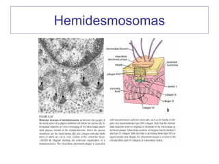 Hemidesmosomas
 