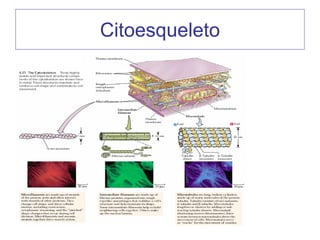 Citoesqueleto
 