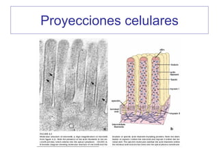 Proyecciones celulares
 