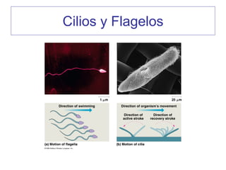 Cilios y Flagelos
 