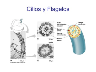 Cilios y Flagelos
 