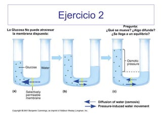 Ejercicio 2
                                                         Pregunta:
La Glucosa No puede atravesar                 ¿Qué se mueve? ¿Algo difunde?
   la membrana dispuesta:                        ¿Se llega a un equilibrio?
 