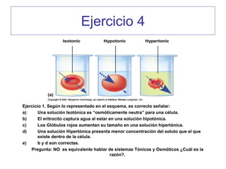 Ejercicio 4




Ejercicio 1. Según lo representado en el esquema, es correcto señalar:
a)      Una solución Isotónica es “osmóticamente neutra” para una célula.
b)      El eritrocito captura agua al estar en una solución hipotónica.
c)      Los Glóbulos rojos aumentan su tamaño en una solución hipertónica.
d)      Una solución Hipertónica presenta menor concentración del soluto que el que
        existe dentro de la célula.
e)      b y d son correctas.
    Pregunta: NO es equivalente hablar de sistemas Tónicos y Osmóticos ¿Cuál es la
                                             razón?.
 