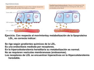 Ejercicio. Con respecto al movimientoy metabolización de la lipoproteína
   LDL, es correcto indicar:

Se rige según gradientes químicos de la LDL.
Es una endocitosis medisda por receptores.
En la hipercolesterolemia hereditaria su metabolización es normal.
No se requieren vesículas membranosas (endosomas).
Los receptores de LDL se encuentran hiperactivos en la Hipercoleterolemia
   heredable.
 