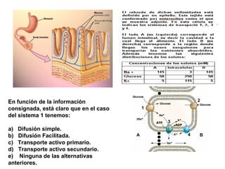 En función de la información                                        2
consignada, está claro que en el caso       1
del sistema 1 tenemos:
                                                ATP   3
                                                          ADP
a) Difusión simple.
b) Difusión Facilitada.                 A                       4   B
c) Transporte activo primario.
d) Transporte activo secundario.
e) Ninguna de las alternativas
anteriores.
 