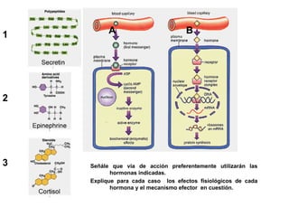 1         A                         B




2




3   Señále que vía de acción preferentemente utilizarán las
           hormonas indicadas.
    Explique para cada caso los efectos fisiológicos de cada
           hormona y el mecanismo efector en cuestión.
 