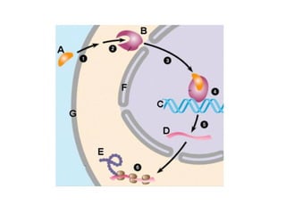Clase5   membrana celular y transporte