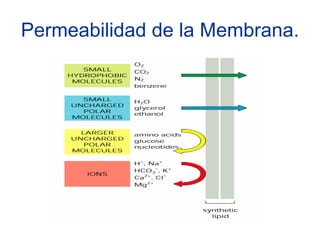 Permeabilidad de la Membrana.
 