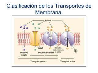 Clasificación de los Transportes de
            Membrana.
 
