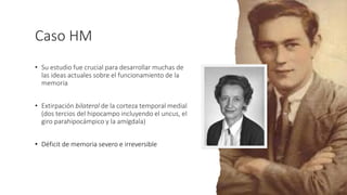 Caso HM
• Su estudio fue crucial para desarrollar muchas de
las ideas actuales sobre el funcionamiento de la
memoria
• Extirpación bilateral de la corteza temporal medial
(dos tercios del hipocampo incluyendo el uncus, el
giro parahipocámpico y la amígdala)
• Déficit de memoria severo e irreversible
 