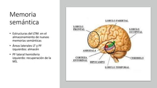 Memoria
semántica
• Estructuras del LTM: en el
almacenamiento de nuevas
memorias semánticas
• Áreas laterales LT y PF
izquierdos: almacén
• PF lateral hemisferio
izquierdo: recuperación de la
MS.
 