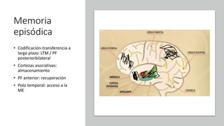 Memoria
episódica
• Codificación-transferencia a
largo plazo: LTM / PF
posteriorbilateral
• Cortezas asociativas:
almacenamiento
• PF anterior: recuperación
• Polo temporal: acceso a la
ME
 