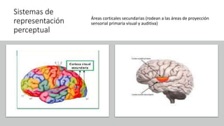 Sistemas de
representación
perceptual
Áreas corticales secundarias (rodean a las áreas de proyección
sensorial primaria visual y auditiva)
 