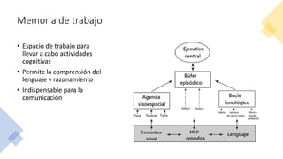 Memoria de trabajo
• Espacio de trabajo para
llevar a cabo actividades
cognitivas
• Permite la comprensión del
lenguaje y razonamiento
• Indispensable para la
comunicación
 