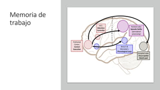 Memoria de
trabajo
 