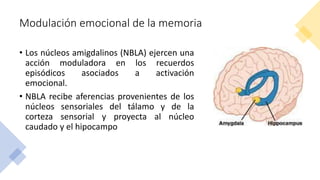 Modulación emocional de la memoria
• Los núcleos amigdalinos (NBLA) ejercen una
acción moduladora en los recuerdos
episódicos asociados a activación
emocional.
• NBLA recibe aferencias provenientes de los
núcleos sensoriales del tálamo y de la
corteza sensorial y proyecta al núcleo
caudado y el hipocampo
 