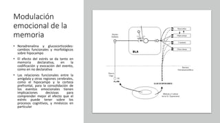 Modulación
emocional de la
memoria
• Noradrenalina y glucocorticoides:
cambios funcionales y morfológicos
sobre hipocampo
• El efecto del estrés se da tanto en
memoria declarativa, en la
codificación y evocación del evento,
como en no declarativa
• Las relaciones funcionales entre la
amígdala y otras regiones cerebrales,
como el hipocampo y la corteza
prefrontal, para la consolidación de
los eventos emocionales tienen
implicaciones decisivas para
comprender mejor el efecto que el
estrés puede tener sobre los
procesos cognitivos, y mnésicos en
particular
 
