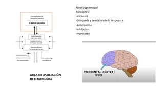 Nivel supramodal
Funciones:
-iniciativa
-búsqueda y selección de la respuesta
-anticipación
-inhibición
-monitoreo
AREA DE ASOCIACIÓN
HETEROMODAL
 