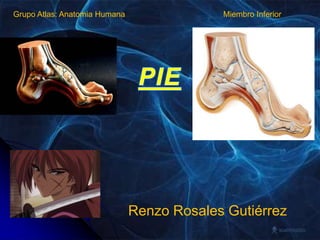 Grupo Atlas: Anatomia Humana Miembro Inferior PIE Renzo Rosales Gutiérrez 
