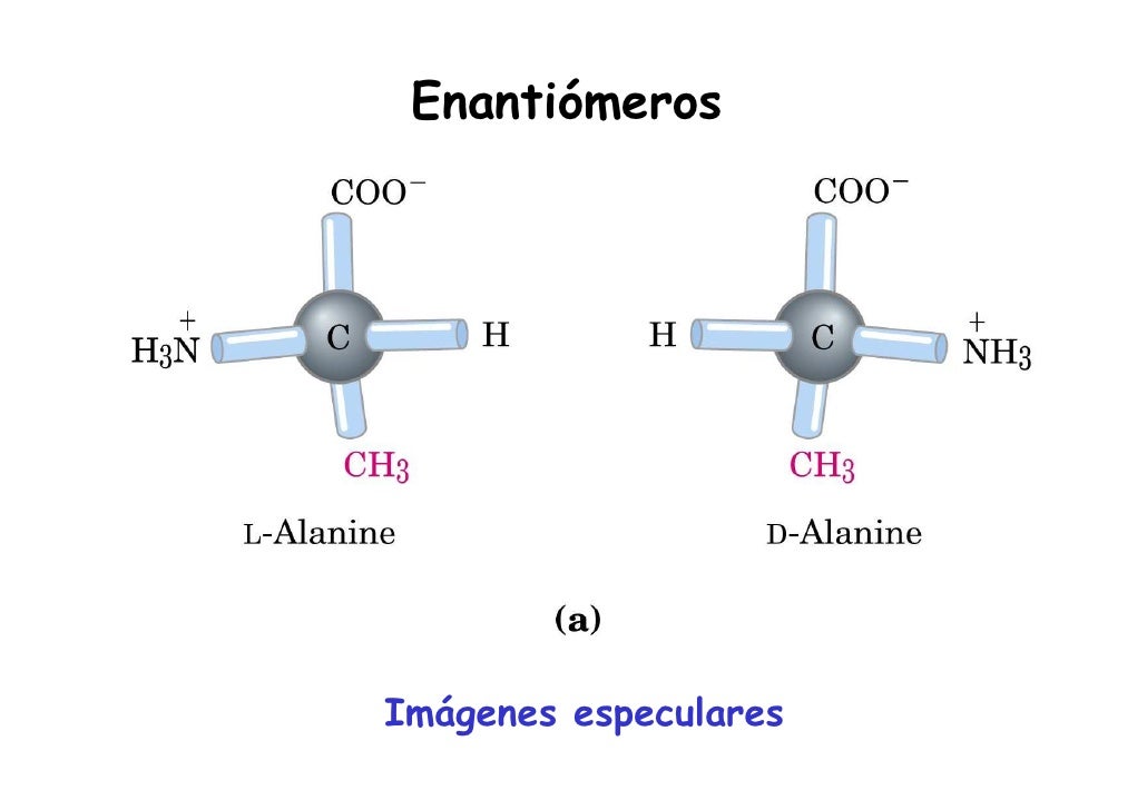 aminoacidos con cadenas alifaticas proteinas aminoacidos con cadenas alifaticas proteinas