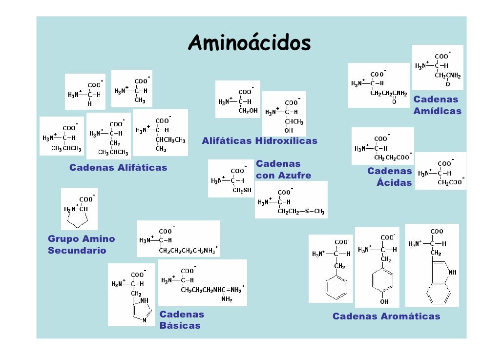 aminoacidos con cadenas alifaticas proteinas aminoacidos con cadenas alifaticas proteinas