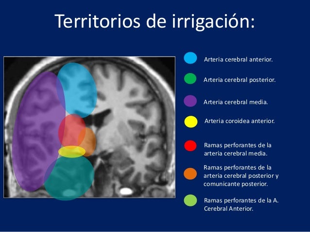 Irrigacion de la arteria cerebral media pdf