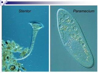 Stentor Paramecium 
 