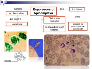Esporozoos o 
Apicomplexa 
inmóviles 
Todos son 
parásitos 
se reproducen por 
esporas 
son 
ejemplo 
el plasmodium 
la malaria 
pues 
Carecen de 
estructuras de 
locomoción 
que causa la 
 