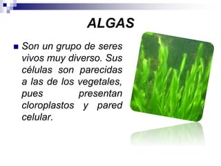 ALGAS 
 Son un grupo de seres 
vivos muy diverso. Sus 
células son parecidas 
a las de los vegetales, 
pues presentan 
cloroplastos y pared 
celular. 
 