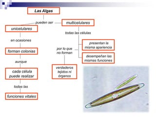 Las Algas 
pueden ser 
unicelulares 
en ocasiones 
forman colonias 
aunque 
cada célula 
puede realizar 
todas las 
funciones vitales 
multicelulares 
todas las células 
por lo que 
no forman 
verdaderos 
tejidos ni 
órganos 
presentan la 
misma apariencia 
desempeñan las 
mismas funciones 
 