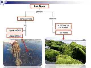 Las Algas 
pueden 
ser acuáticas 
de 
agua salada 
agua dulce 
la corteza de 
los árboles 
vivir en 
las rocas 
 