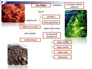 Las Algas producen su propia materia 
orgánica 
tienen 
clorofila y 
otros pigmentos 
capaces de 
captar la luz solar 
para realizar 
la fotosíntesis 
según sean estos 
se las puede 
clasificar en 
Algas verdes 
Algas pardas 
Algas rojas 
Diatomeas 
 
