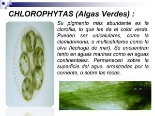 CHLOROPHYTAS (Algas Verdes) : 
Su pigmento más abundante es la 
clorofila, lo que les da el color verde. 
Pueden ser unicelulares, como la 
clamidomona, o multicelulares como la 
ulva (lechuga de mar). Se encuentran 
tanto en aguas marinas como en aguas 
continentales. Permanecen sobre la 
superficie del agua, arrastradas por la 
corriente, o sobre las rocas. 
 