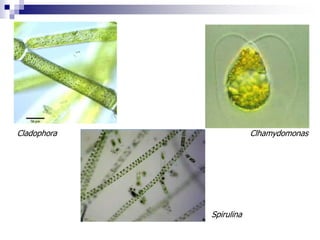 Cladophora Clhamydomonas 
Spirulina 
 