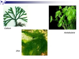 Ulva 
Codium 
Acetabularia 
 