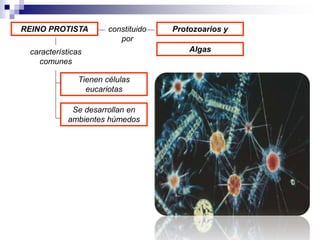 REINO PROTISTA 
características 
comunes 
constituido 
por 
Tienen células 
eucariotas 
Se desarrollan en 
ambientes húmedos 
Protozoarios y 
Algas 
 