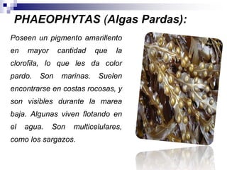PHAEOPHYTAS (Algas Pardas): 
Poseen un pigmento amarillento 
en mayor cantidad que la 
clorofila, lo que les da color 
pardo. Son marinas. Suelen 
encontrarse en costas rocosas, y 
son visibles durante la marea 
baja. Algunas viven flotando en 
el agua. Son multicelulares, 
como los sargazos. 
 