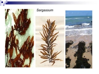 Sargassum 
 