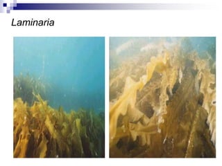 Laminaria 
 