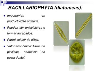 BACILLARIOPHYTA (diatomeas): 
 Importantes en 
productividad primaria. 
 Pueden ser unicelulares o 
formar agregados. 
 Pared celular de silica. 
 Valor económico: filtros de 
piscinas, abrasivos en 
pasta dental. 
 