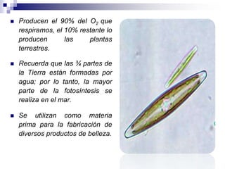  Producen el 90% del O2 que 
respiramos, el 10% restante lo 
producen las plantas 
terrestres. 
 Recuerda que las ¾ partes de 
la Tierra están formadas por 
agua; por lo tanto, la mayor 
parte de la fotosíntesis se 
realiza en el mar. 
 Se utilizan como materia 
prima para la fabricación de 
diversos productos de belleza. 
 