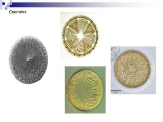 Centrales 
 