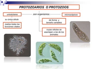 PROTOZOARIOS O PROTOZOOS 
son organismos 
unicelulares microscópicos 
de forma y 
tamaño variables 
su única célula 
realiza todas las 
funciones vitales 
cuyas células se 
asemejan a las de los 
animales 
 