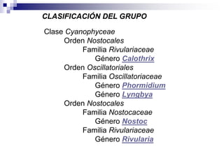 CLASIFICACIÓN DEL GRUPO 
Clase Cyanophyceae 
Orden Nostocales 
Familia Rivulariaceae 
Género Calothrix 
Orden Oscillatoriales 
Familia Oscillatoriaceae 
Género Phormidium 
Género Lyngbya 
Orden Nostocales 
Familia Nostocaceae 
Género Nostoc 
Familia Rivulariaceae 
Género Rivularia 
 